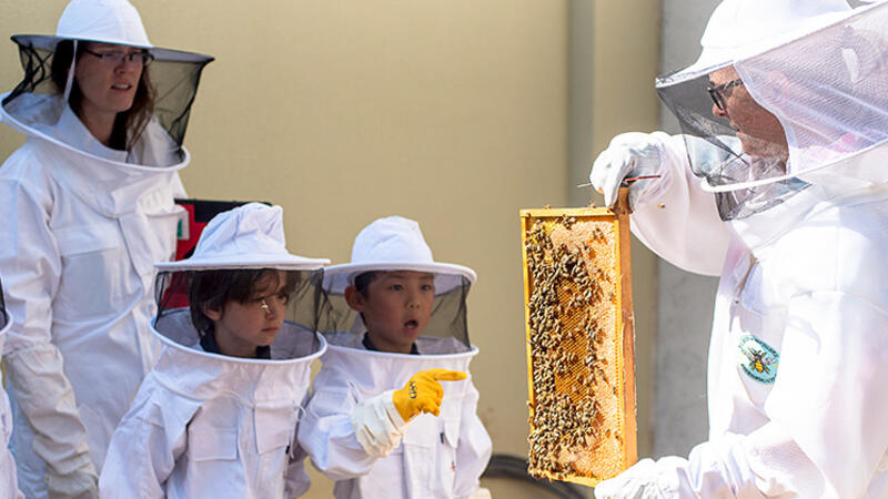 In the News: Bee hives thrive in the ASD Bee Garden In the News: Bee hives thrive in the ASD Bee Garden